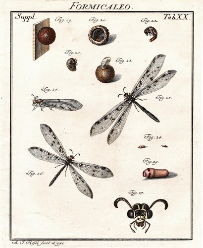 Tab libellen dragonflies - xx,