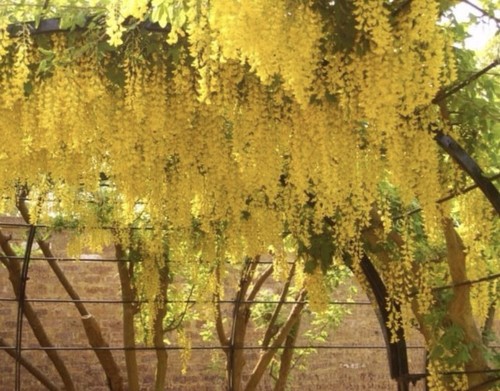 Samen exotische blüten - samen,