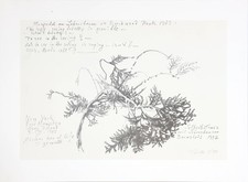 Serigraphie von siegward - serigraphie,