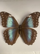 Entomologie*Morpho menelaus