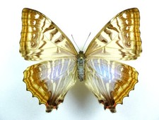 Morpho sulkowskyi ssp