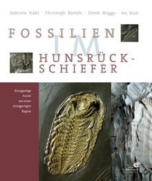 Fossilien hunsrück - fossilien, im