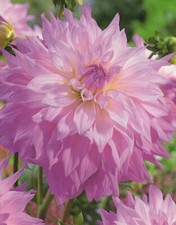 1 oder 3 Schmuck Dahlien