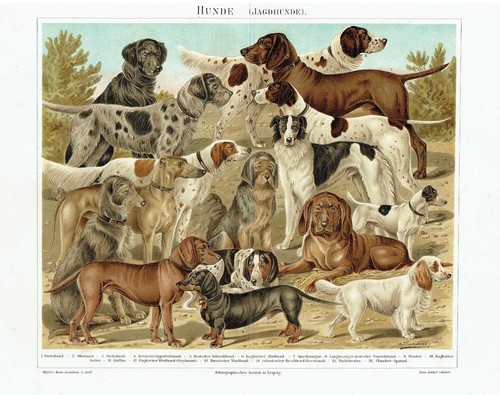 Hunde dogge mops dalmatiner - hunde,