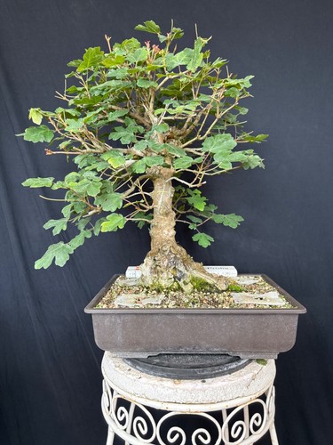 Feldahorn bonsai prebonsai - feldahorn,