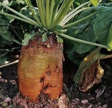 24kg Futterrüben Runkelrüben