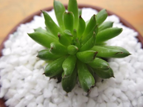 Sempervivum pelora 2x - sempervivum,