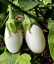 Eierbaum "White Egg", Oeuf Blanc, Früchte wie weisse Hühnereier