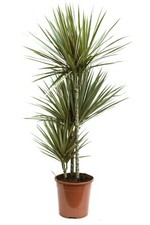 Dracaena Bicolor