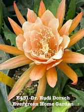 Rooted Epiphyllum Orchid