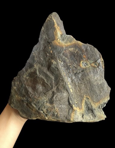 Fossilien farn fossil - farn,