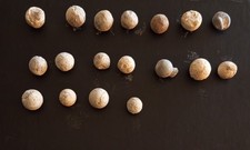 Musketenkugel