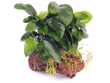 Zwergspeerblatt auf Lavastein - Anubias barteri var. nana Aquarien Pflanze Deko