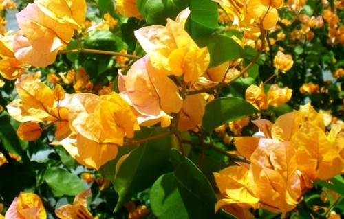 Bougainvillea-Welt