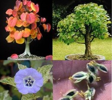 Duftpflanzensortiment 