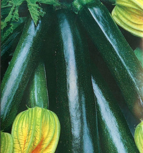Zucchini black beauty - black, –