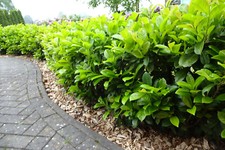 15st. Kirschlorbeer Novita 120-150cm im Topf  Heckenpflanzen Prunus  XXL Hecke
