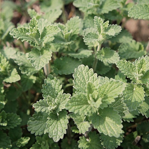 Katzenminze weiss nepeta - katzenminze,