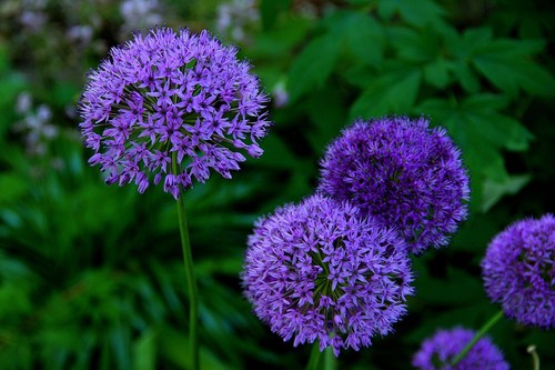 Winterhart purple allium - purple,