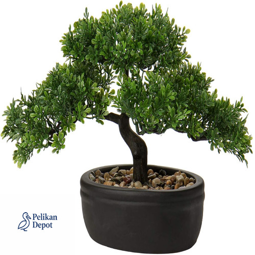 Kunstbonsai bonsai podocarpus - bonsai,