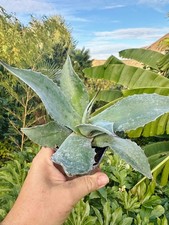 1 x Agave ovatifolia -