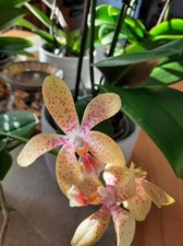 Orchidee Phal. Rheingold x Pallens  Rarität Warmversand 