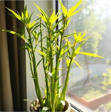 Kalkutta-Bambus Baum Pflanze