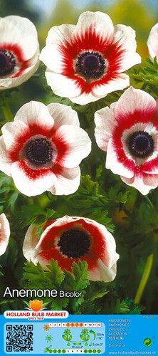 Gartenanemone anemone bicolor - gartenanemone,