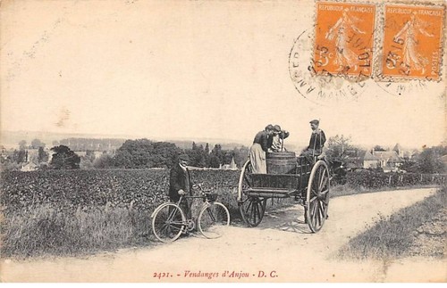 Anjou san57034 - 49,