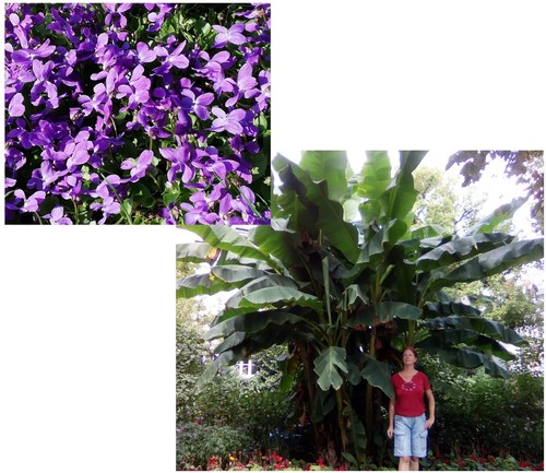 Super blumen samen - samen, sparset