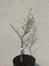 Fagus sylvatica/Rotbuche Sorte