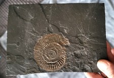 Schiefer Platte mit Fossil |