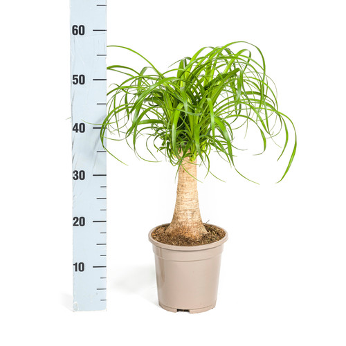 Beaucarnea recurvata stamm - beaucarnea, recurvata-stamm