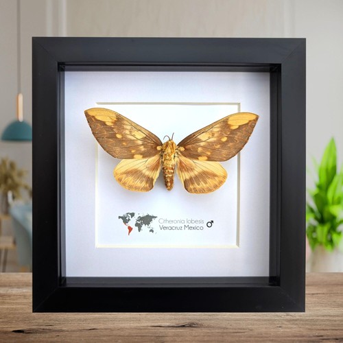 Gerahmte citheronia lobesis - citheronia,