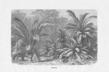 Zykadeen Palmfarne Cycadales Tropenwald DRUCK von 1898 Botanik
