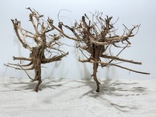 Aquariumwurzel, Etosha Tree 