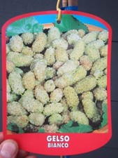 Morus 'Bianco' - weißer