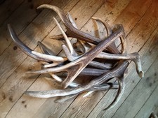 Geweihstücke Rothirsch Geweihspitzen Kausspaß für Hunde und zum Basteln