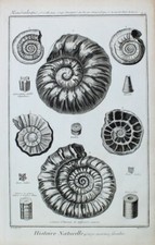 Shell Snail Shell Coquille