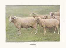 Leineschaf Leineschafe Schafzucht FARBDRUCK  1925 Reprint Schafrassen