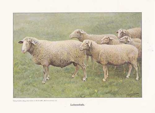 Leineschaf leineschafe - leineschaf,