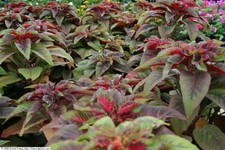 1.000+  Samen Amaranthus tricolor " Red Calaloo " - Amaranth