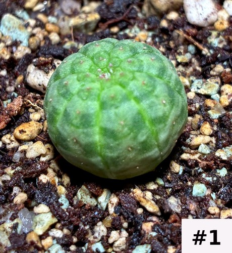 Euphorbia obesa jungpflanze - euphorbia,