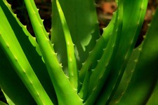 Aloe vera bio - vera, "sweet"