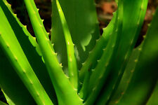 ALOE VERA BIO "SWEET"  essbare Aloe,  Gemüse, Salat, Smootie, PFLANZE 25 cm