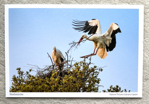 Postkarte weißstorch - postkarte,