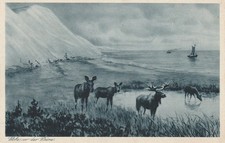 AK Ostpreußen, Kurische Nehrung, Elche, nicht gelaufen