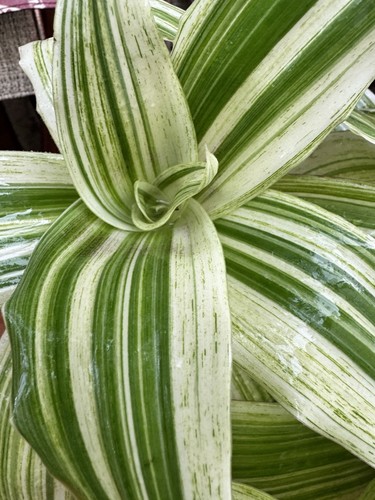 Callisia fragrans variegated - callisia,