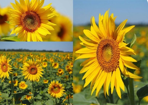 Sonnenblumen 500 samen große - 500,