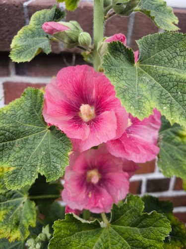 Stockrosen samen mehrjahrig - stockrosen,